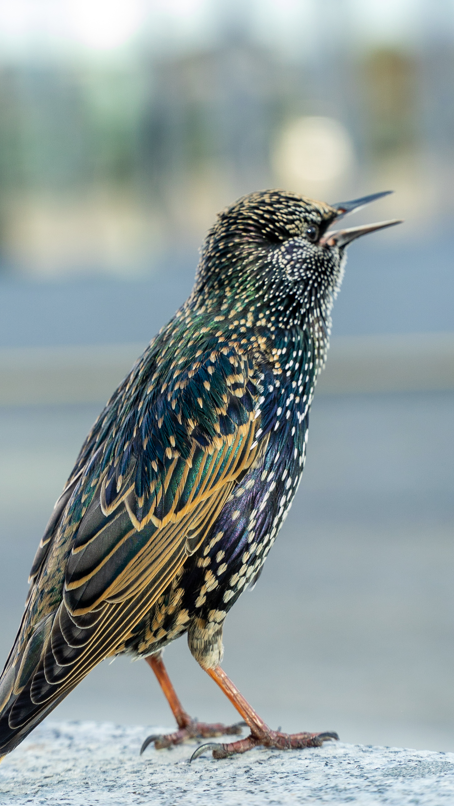 Bird
